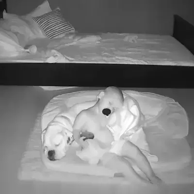Nanny cam footage captures special bond between a baby and his dog