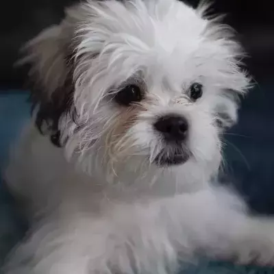 Nearly a hundred starving and abused dogs were rescued from a single house 