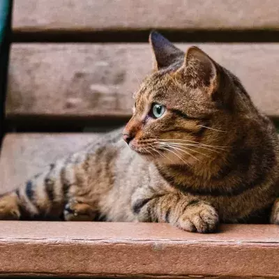 This neglected cat with a ‘one-eye loving stare’ found an amazing new home despite its special needs