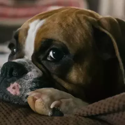 This neglected puppy no fur was dumped in the blistering cold right before Christmas