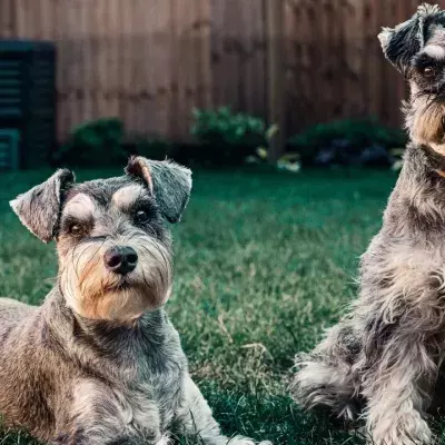 Neglected senior pups Bon Jovi and Rod Stewart suffered a lifetime of abuse and need your help