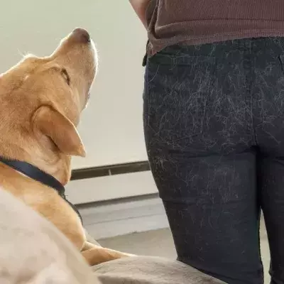 No better pairing than a white dog and black pants