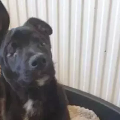 No eyed dog desperately seeks a loving home