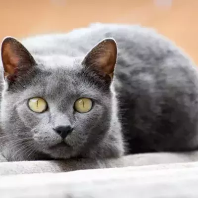 Not enjoying dead animals your cat brings you? Find out why they do it and how to make it stop 
