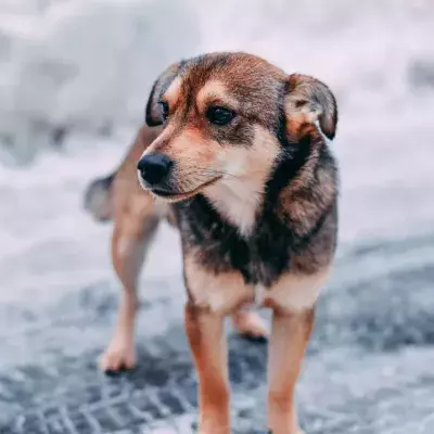 Oh! So loyal!: Stray dog refuses to leave injured pregnant dog alone