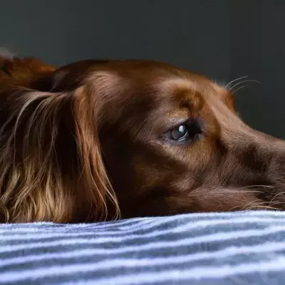 This one common legume can be lethal for your canine companion