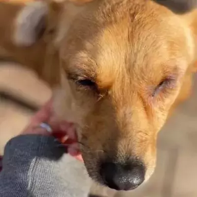 One-eyed dog who was tortured ‘all her life’ seeks a new home