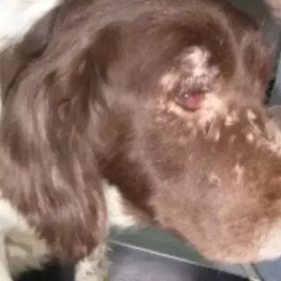 One of the seven dogs abandoned from a van