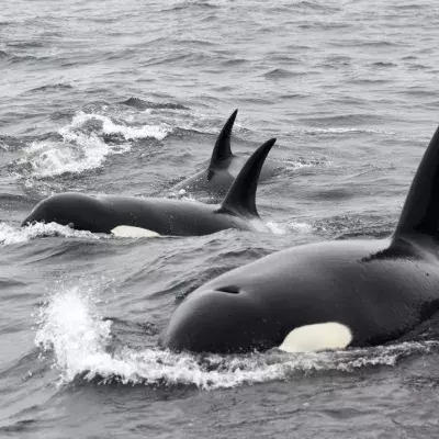 Orcas have been attacking sailboats in Europe