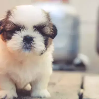 Outrage as a 3-days-old puppy and its mum were dumped under a bush 