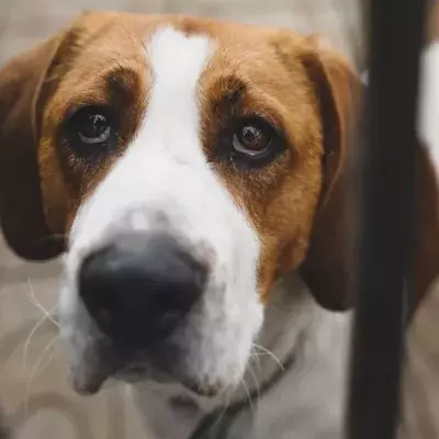 Outrage as a dog was found chained to a pole and abandoned in 'freezing' cold