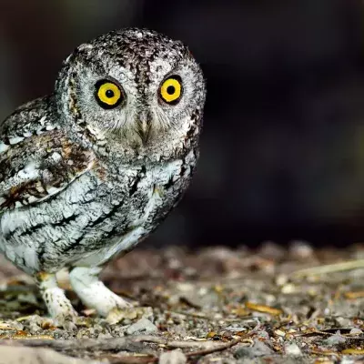 This Owl Had To Lose Weight To Fly