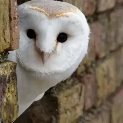 Owls: According to the native beliefs, the croak of the white owl could announce the death of a relative or close friend.