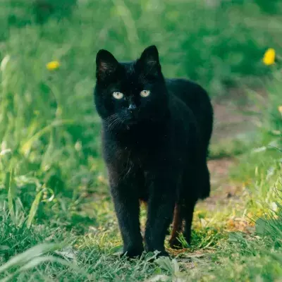 Owner’s heartbreak as a family cat is killed by firework ahead of Bonfire night 