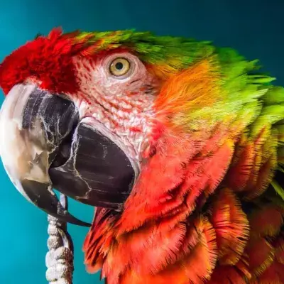 parrot