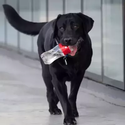 A passenger dumped his puppy right at the airport but then something unexpected happened 