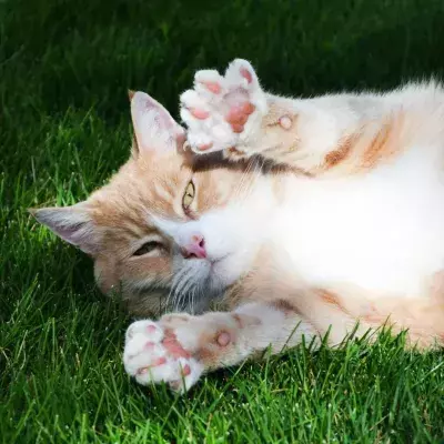 Paw communication: Here's what your cat is trying to tell you with their paws