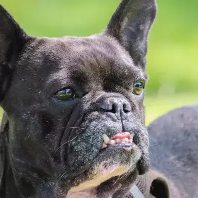 People in shock as an animal shelter tells the truth about this ‘100% jerk’ abandoned dog