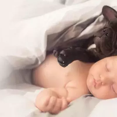 Pet