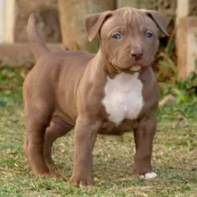 The Pit Bull was first bred in the 19th century.