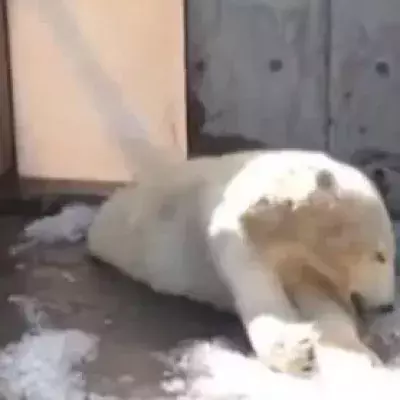 This polar bear at a Utah zoo has sparked quite the controversy.