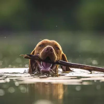 Police's shock over cruelty after four dogs were weighed down and thrown into the pond to die