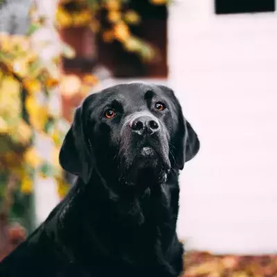 This poor dog spent six years alone in an abandoned house as no one dared to rescue him