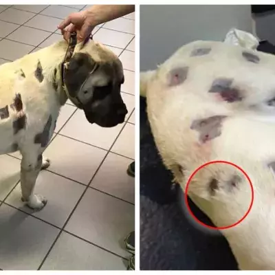 This poor dog was shot over 50 times with lead bullets