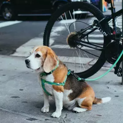 A pregnant dog was abandoned with a heartbreaking note, and you won’t believe what it says (VIDEO) 