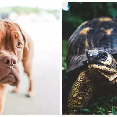Pug and tortoise