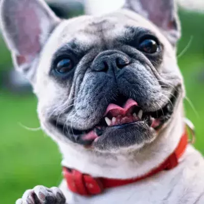 A pup abandoned with horrendous untreated burns charmed his foster family and got a forever home 