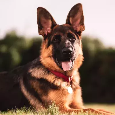 This pup was dognapped, abandoned and lived like a stray; five long years later it's back with its owners (VIDEO) 
