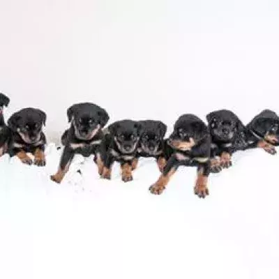 Puppies