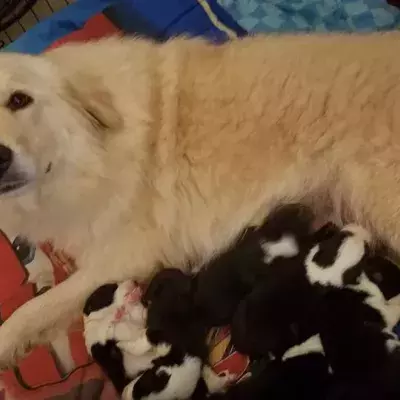 Puppies
