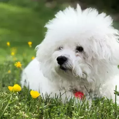 This puppy ‘broke a new record’ after eating something it shouldn’t have