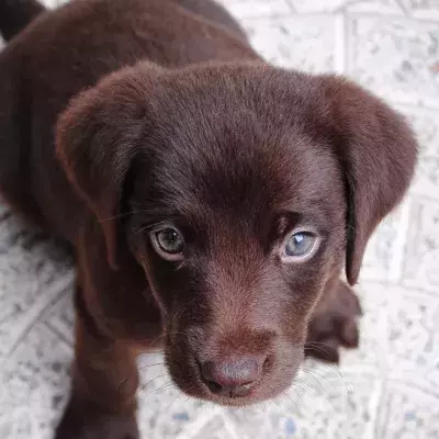 A puppy found ‘covered in maggots’ looks unrecognizable after a woman took him in (VIDEO)
