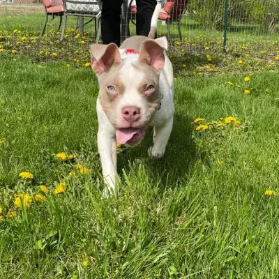 This puppy was abandoned in a dumpster until binmen found it