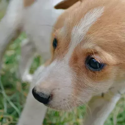 This puppy was about to be put down until something unbelievable happened moments after 