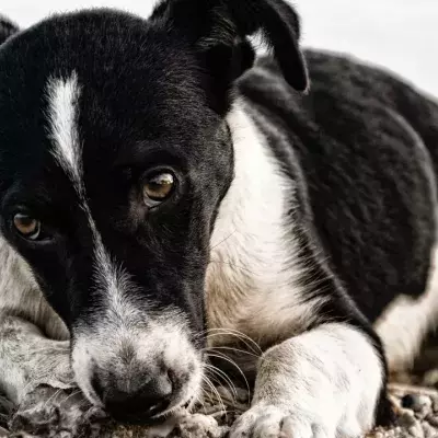 This puppy wasn’t let into a plane so his owner just dumped him outside the airport