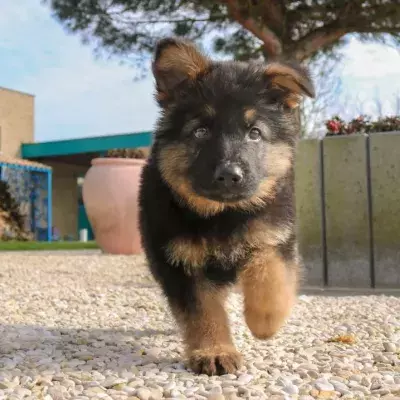 This puppy who was born with six legs four testicles & extra penis survived against the odd and is now in a happy home