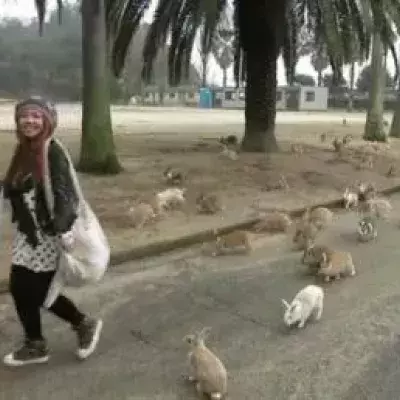 Rabbit island