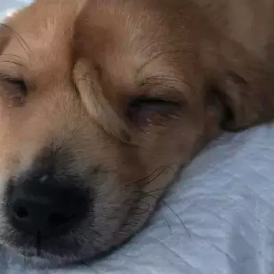 Rae the unicorn dog is all grown up