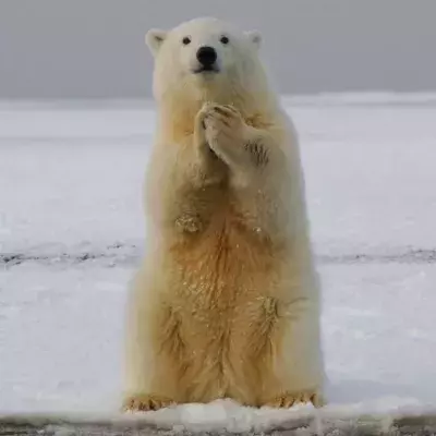 Rare bear species discovered in Greenland after centuries of isolation
