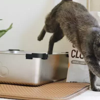 This is the real reason why your cat buries its poop like treasure