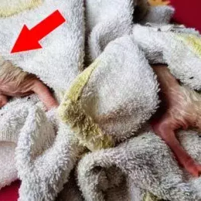 A Reddit user found 2 abandoned kittens on his roof.