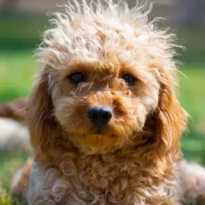 This rescue dog was trembling and had her paws sweat at the sight of humans 