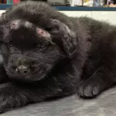 Rescue Puppy
