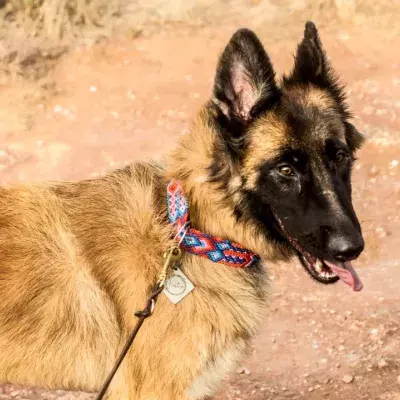 Rescue staff's tears as this abandoned pup with a drooping ear only had one viewing in the past 12 months 