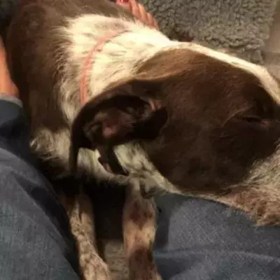 Rescued Dog