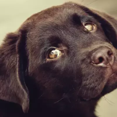 Rescuer’s heartbreak as ‘naive’ puppy waited for days for his cruel owners to return (VIDEO)